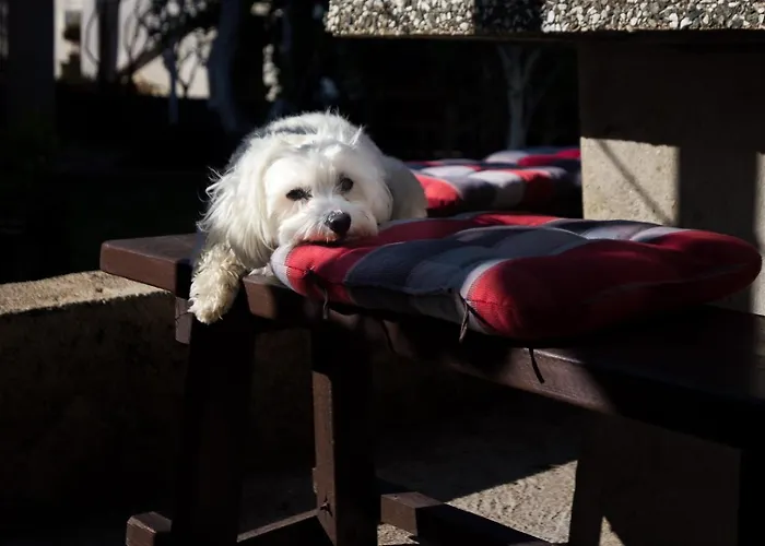 Charming Dodo Penzion